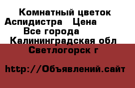 Комнатный цветок Аспидистра › Цена ­ 150 - Все города  »    . Калининградская обл.,Светлогорск г.